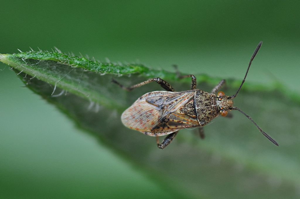 Rhopalidae: Stictopleurus punctatonervosus